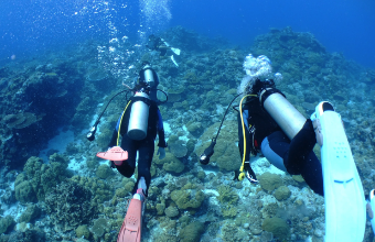 慶良間諸島半日ファンダイビングツアーイメージ５
