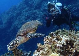 半日ツアーファンダイビング